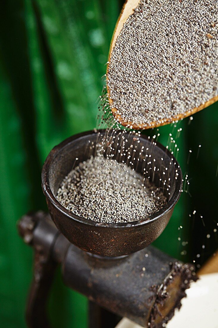 Poppy seeds being ground in a an old mill