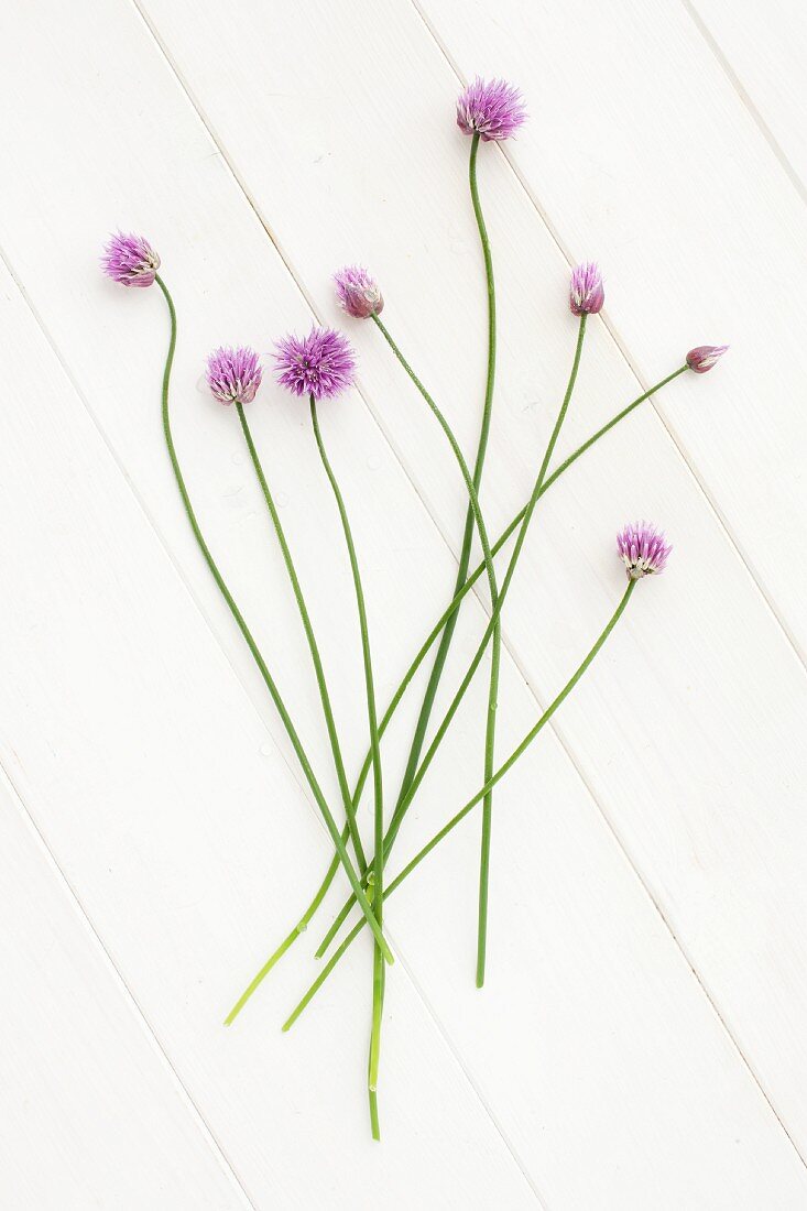 Flowering chives on a white surface