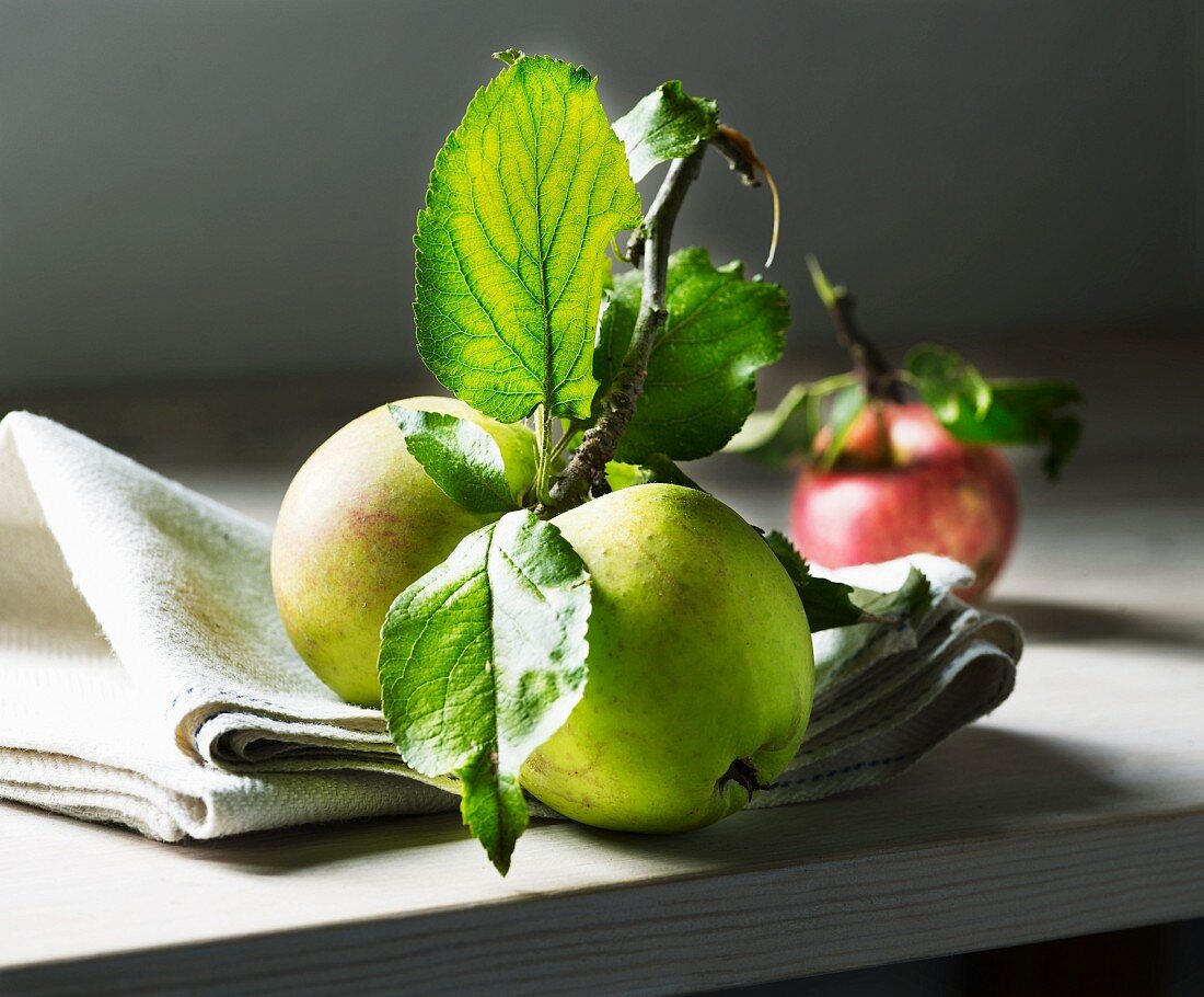 Freshly harvested apples on a twig with leaves