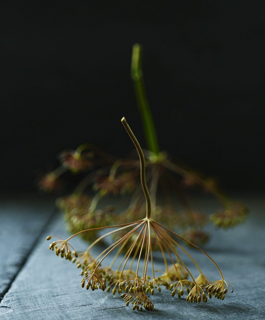 Two dill flowers