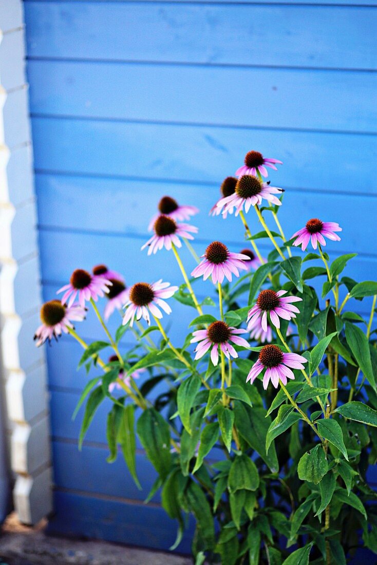 Rosa Sonnenhut (Echinacea) vor blauem Gartenhaus