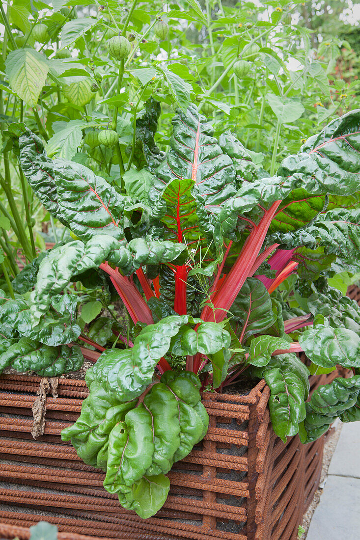 Roter Mangold in Hochbeet mit geflochtenen Eisenstäben eingefasst