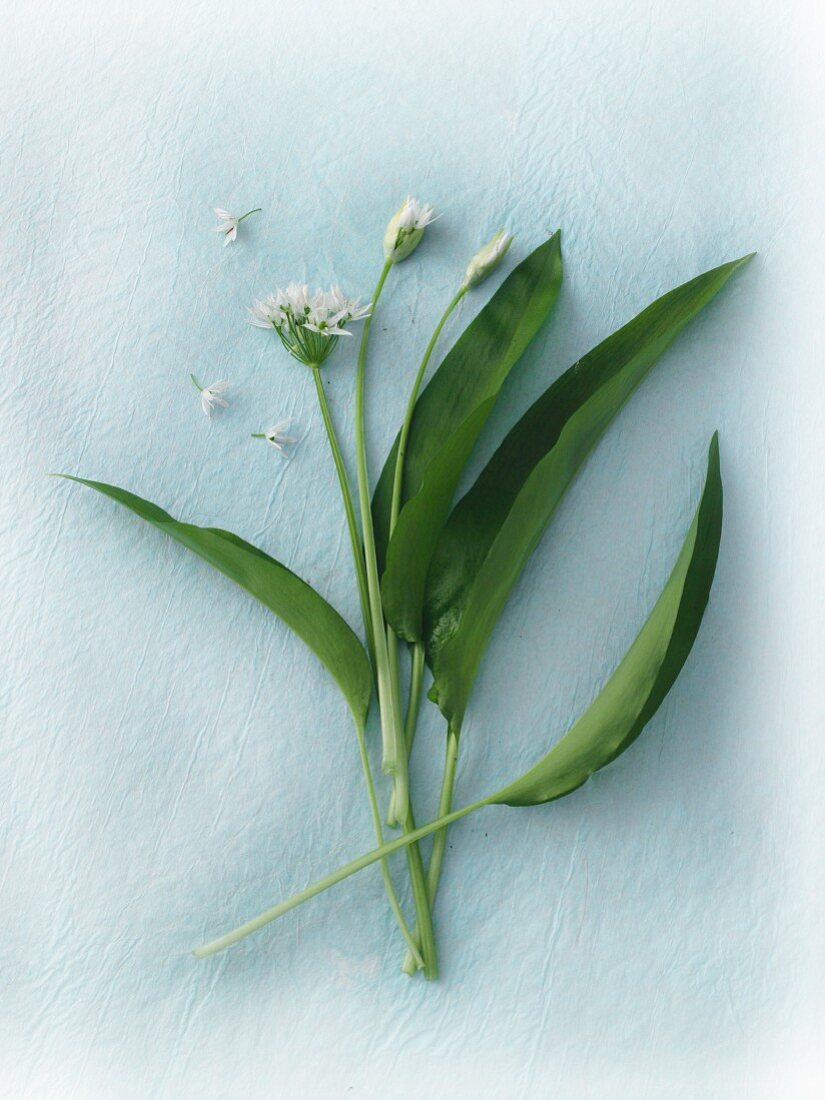 Fresh ramsons with flowers