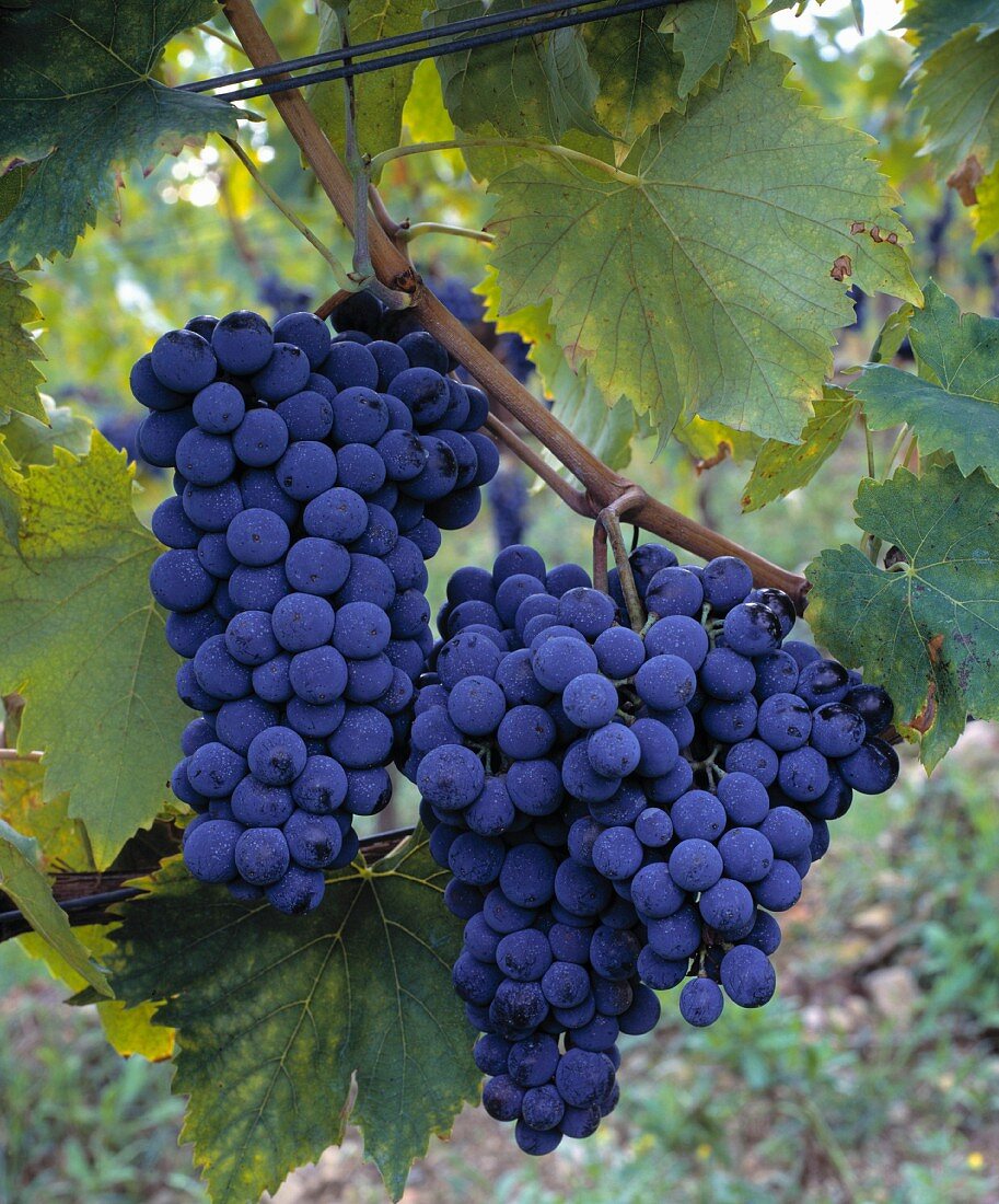 Sangiovese (oder 'Sangioveto')-Trauben in Chianti, Italien