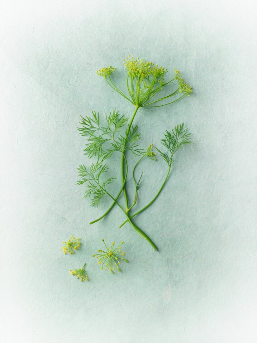 Fresh dill with flowers