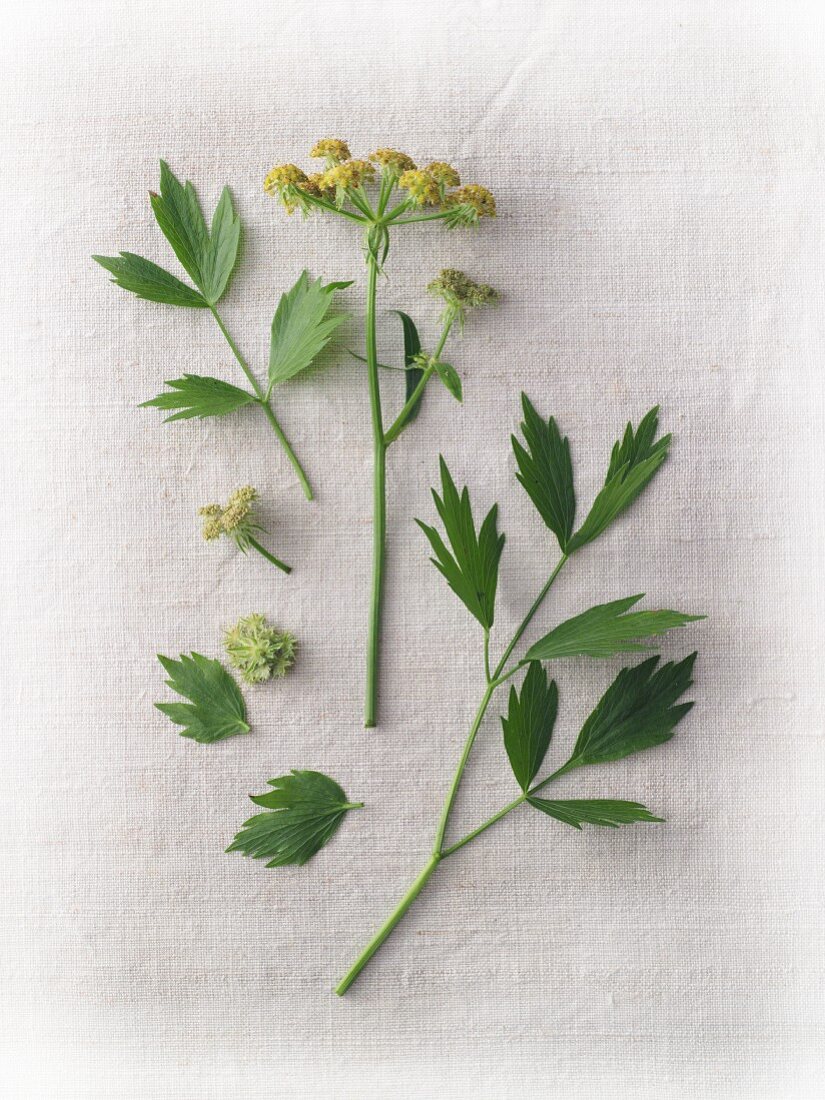 Fresh lovage with flowers