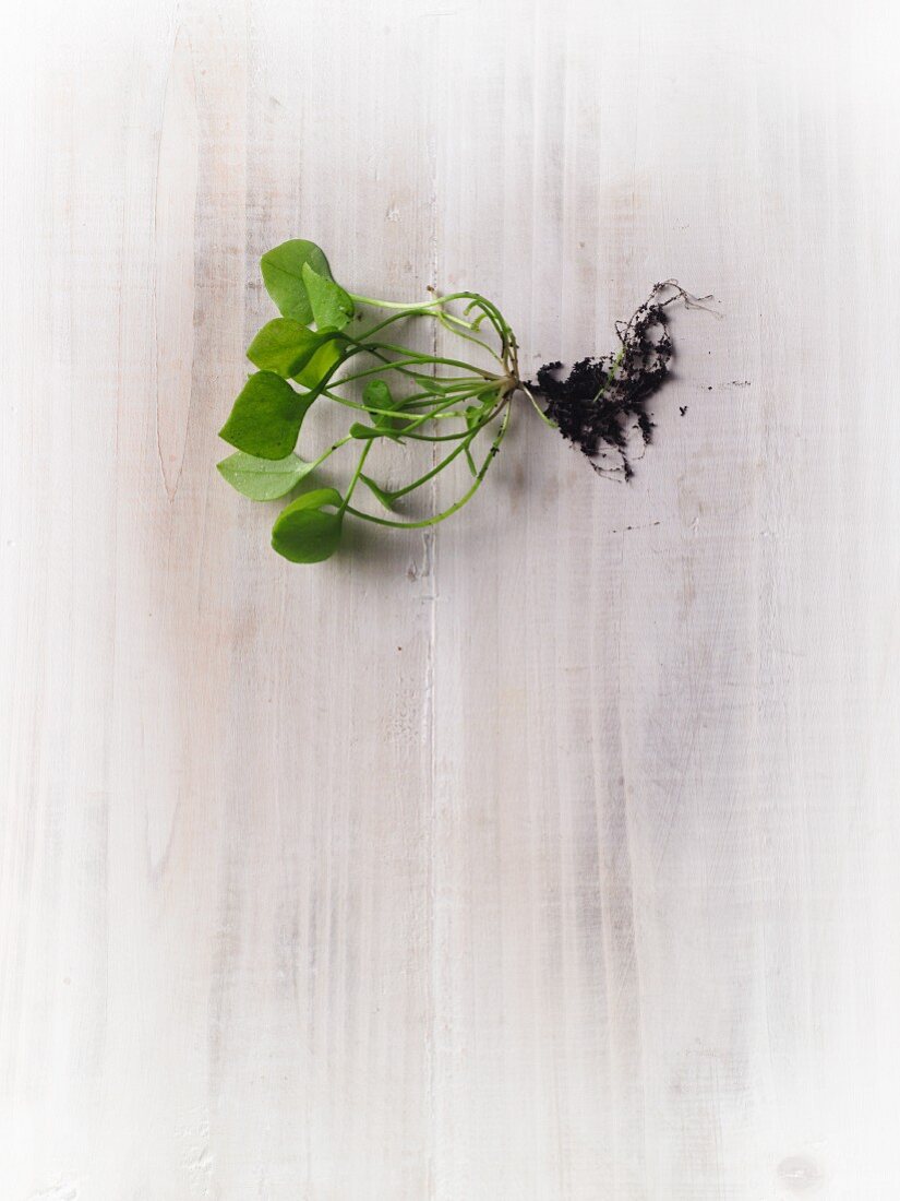Fresh purslane with soil and roots