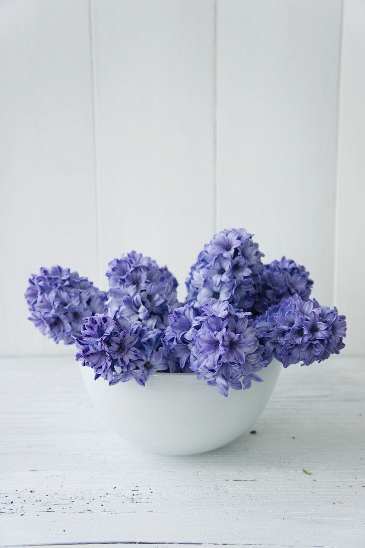 Blue hyacinths