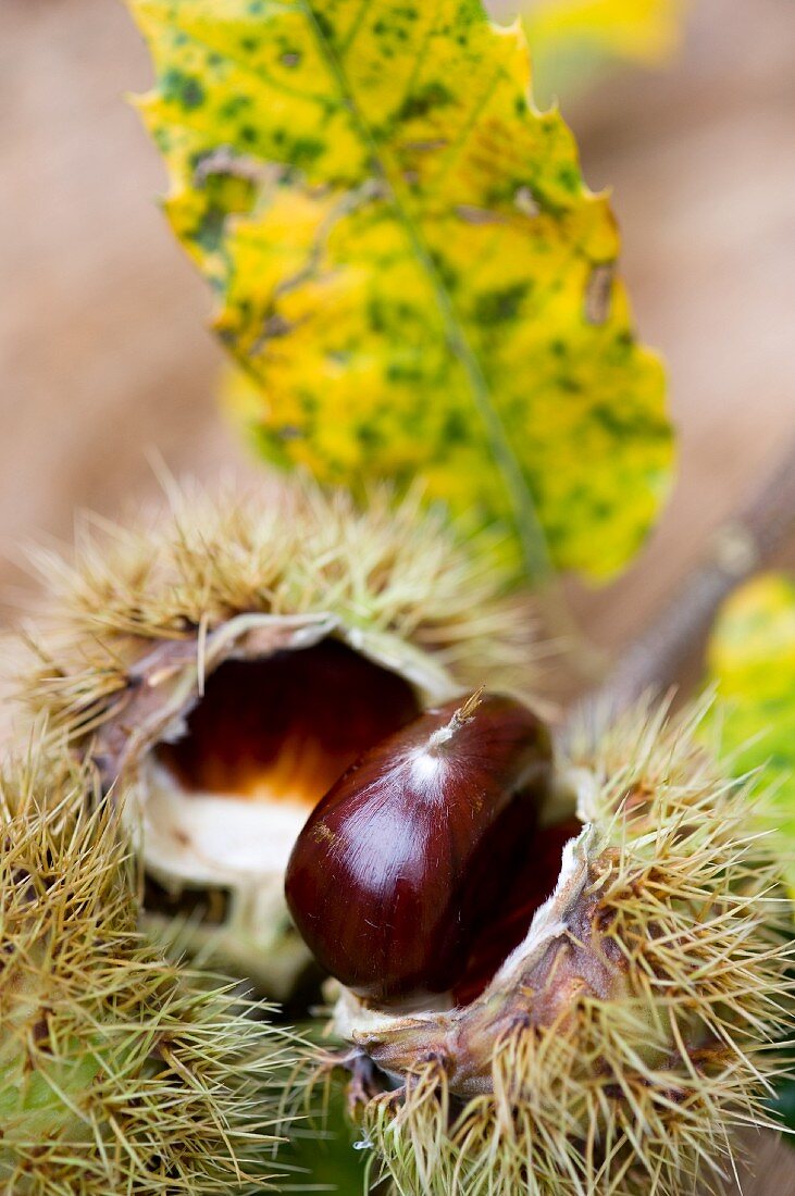 Chestnuts on a sprig with leaves