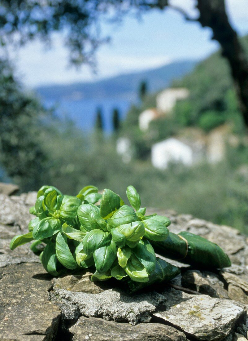 Basil on a stone wall in Liguria