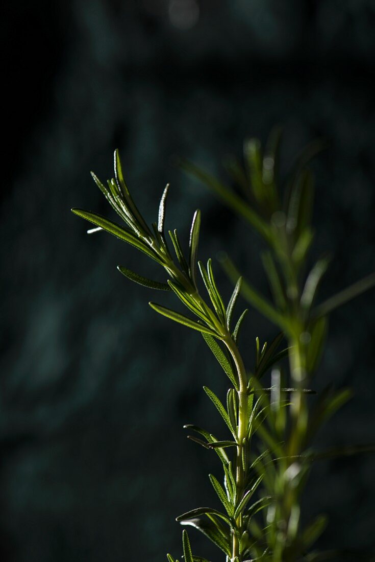 Rosemary (close-up)