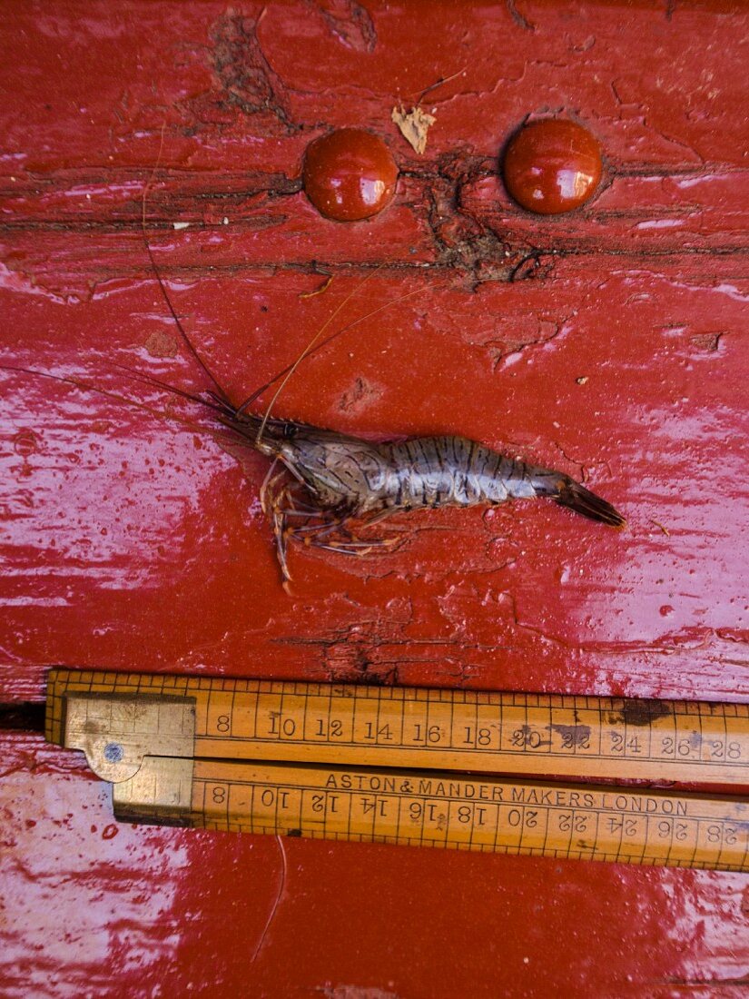A prawn and a measuring stick on a red surface