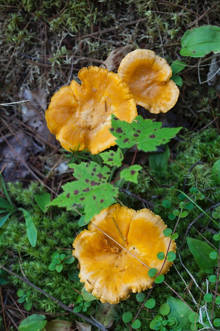 Pilze auf Waldboden (Aufsicht)
