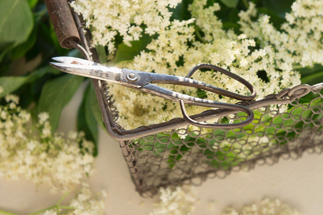 Scissors on a metal basket of elderflowers