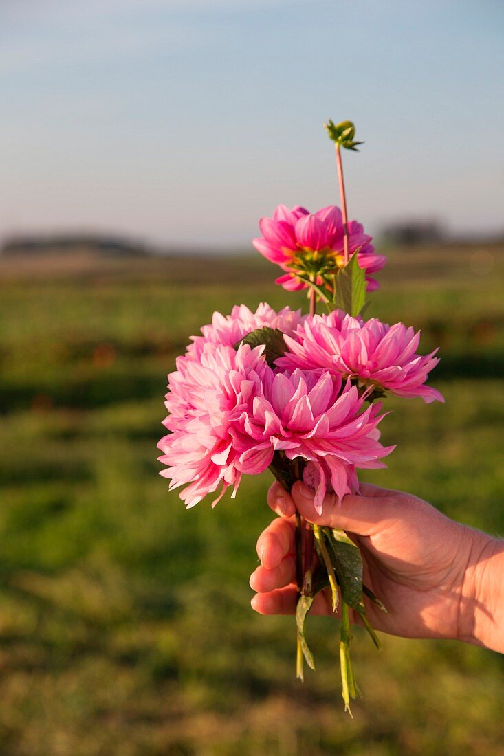 Bunch of pink dahlias held in hand