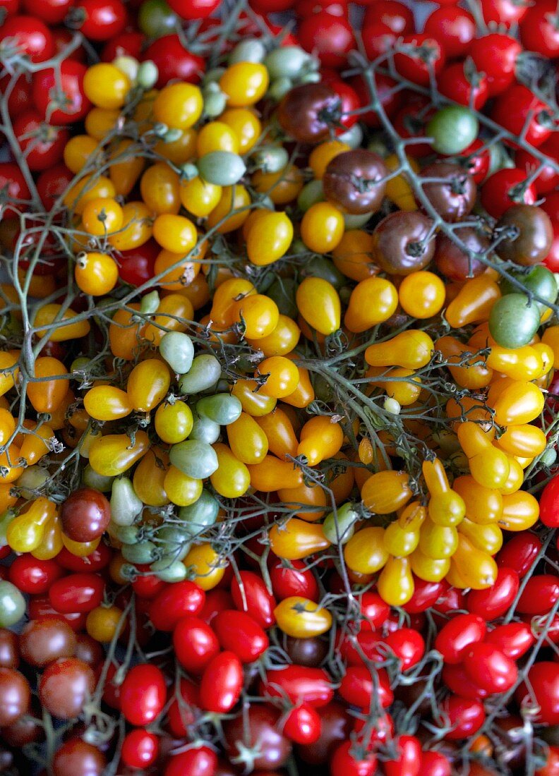 Viele verschiedene Tomaten (bildfüllend)