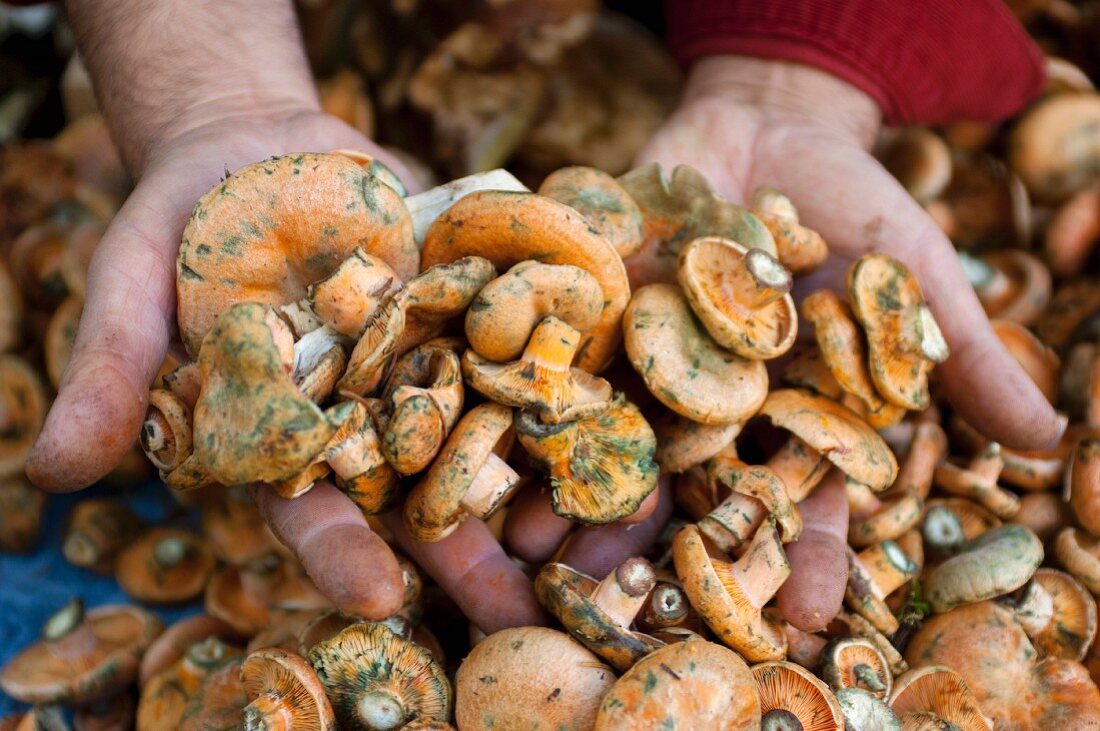 A person holding wild mushrooms