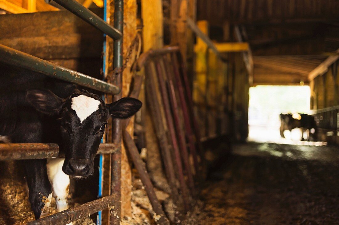 A calf in a cowshed