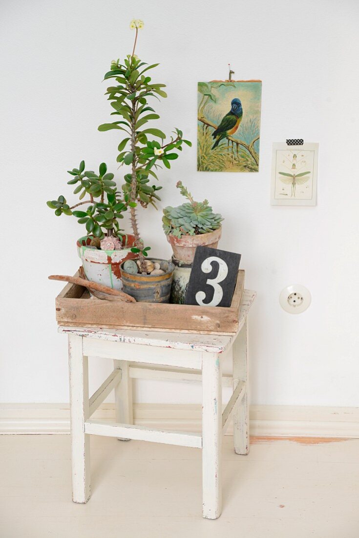 Sukkulenten in Tontöpfen auf weißem Vintage Hocker mit mediterranem Flair, an Wand nostalgisches Bild mit Vogelmotiv