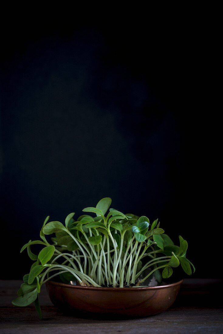 Borage shoots in a copper pot