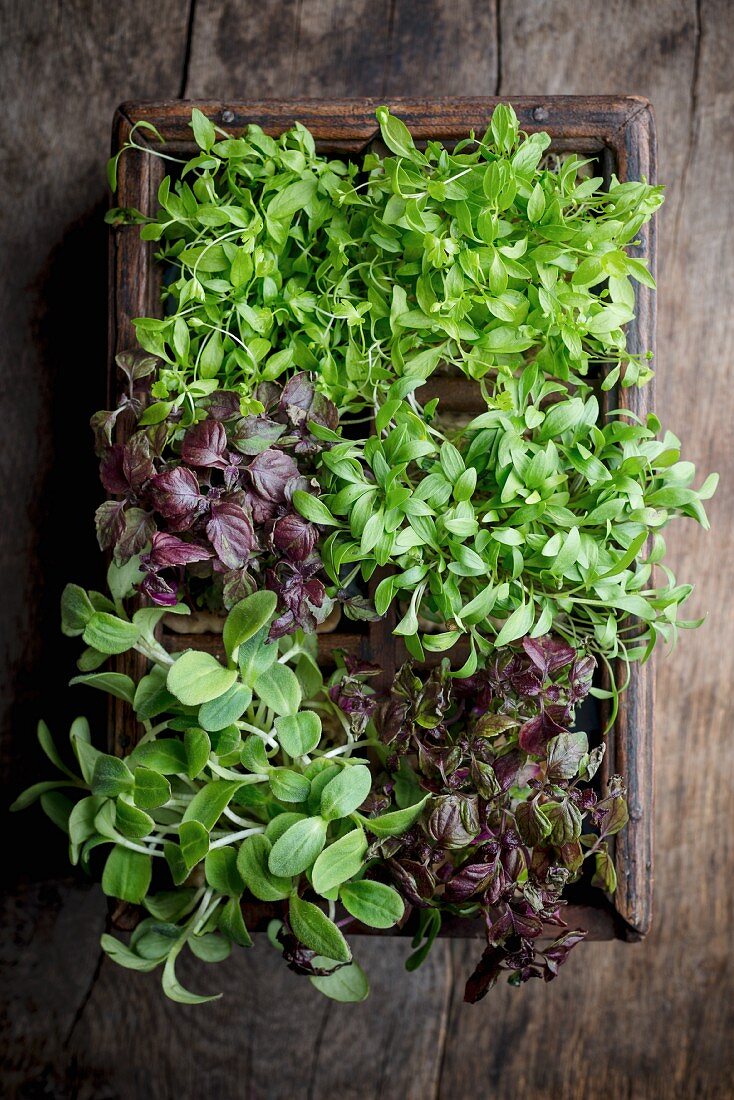 Various types of cress in a wooden box
