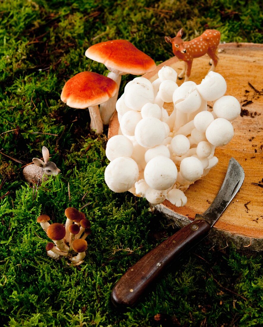 Wild mushrooms and animal figurines on a wooden board
