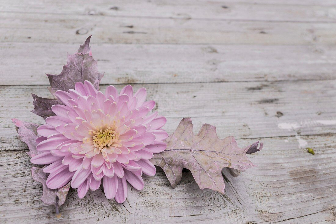 Rosa Chrysanthemenblüte und Eichenblätter auf rustikalem Holzuntergrund