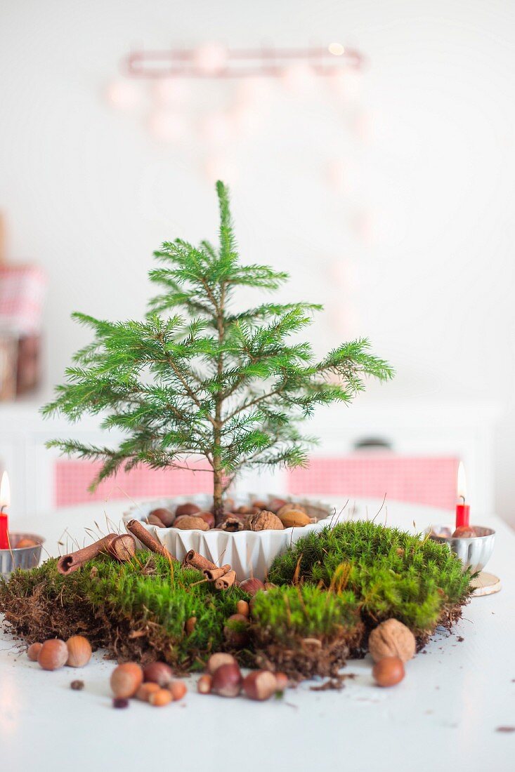 Moos und Nüsse um Schale mit kleinem Tannenbaum dekoriert