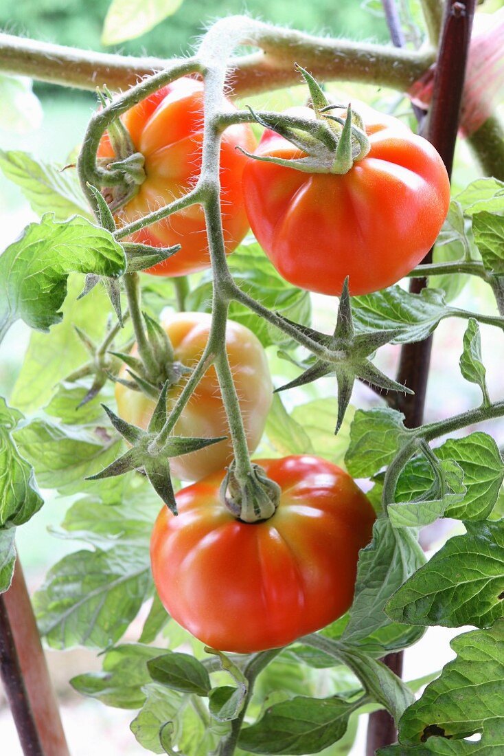 Red tomatoes on a vine