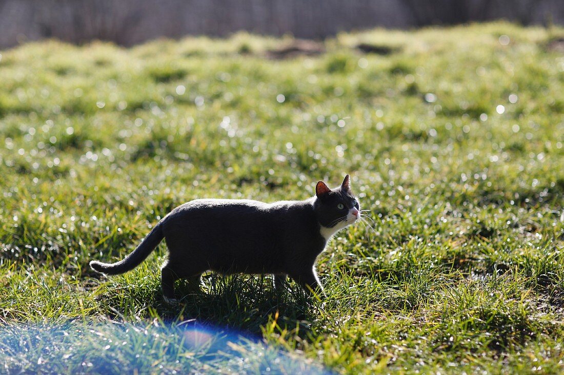A cat walking across a sunny meadow