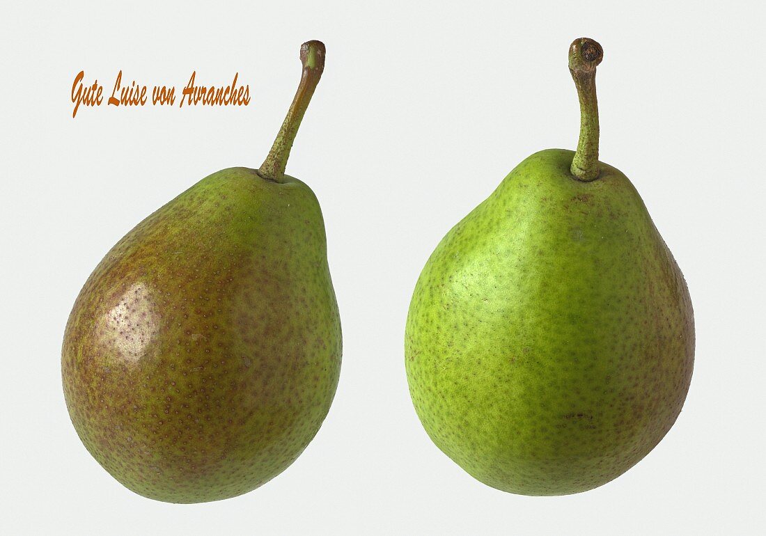 Two Gute Luise von Avranches pears