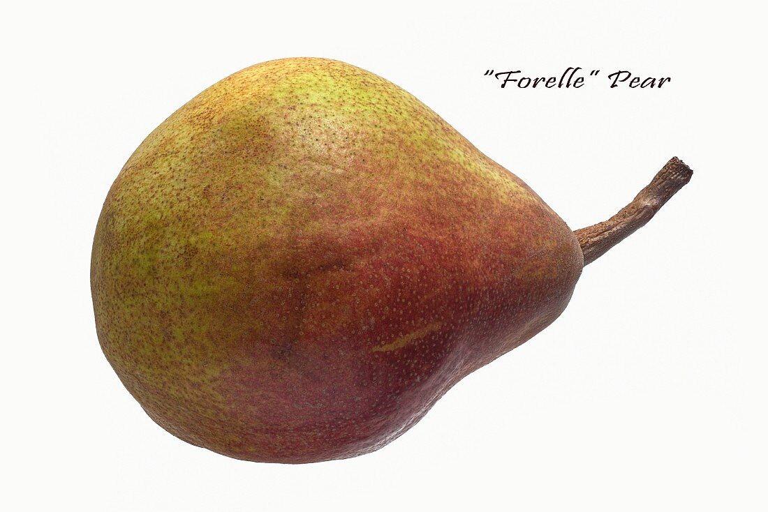 A Forelle pear on a white surface