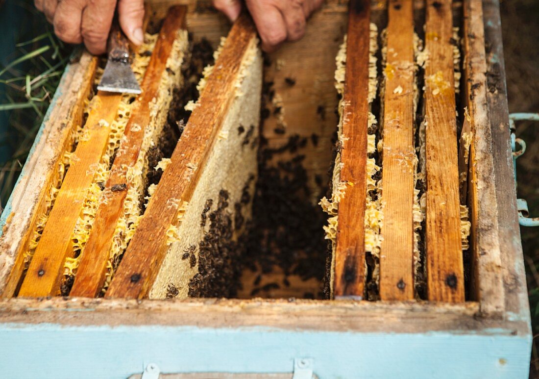 Imker mit Honigwaben im Bienenstock