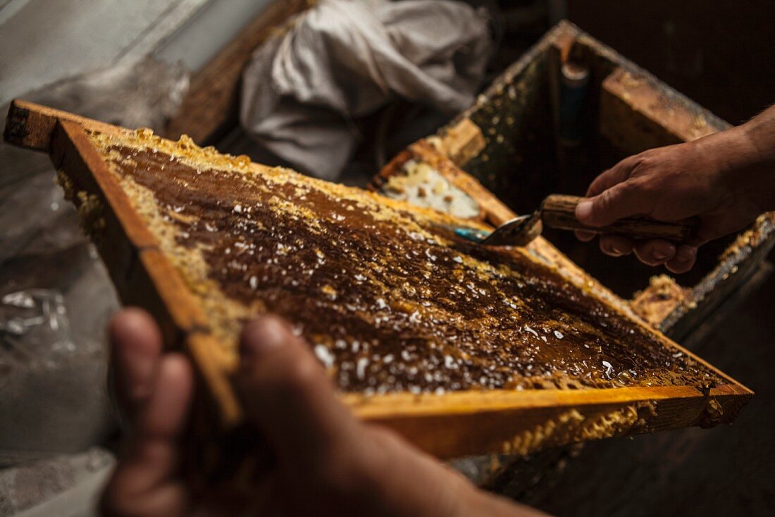 A beekeeper with honeycombs at a beehive