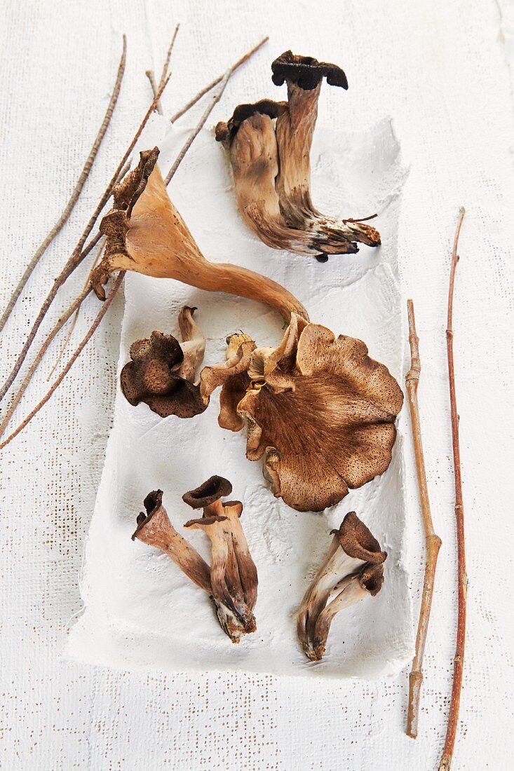 King trumpet mushrooms on a white surface