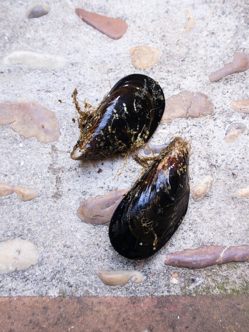 Fresh mussels on a stone surface