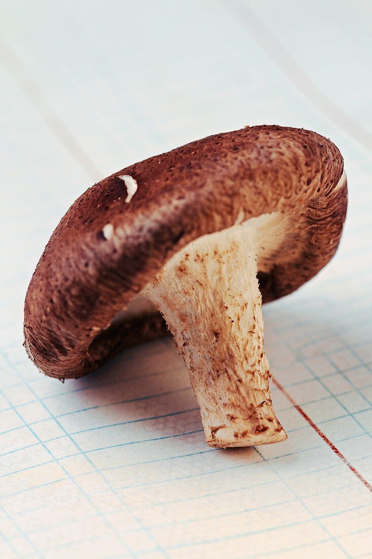 A shiitake mushroom