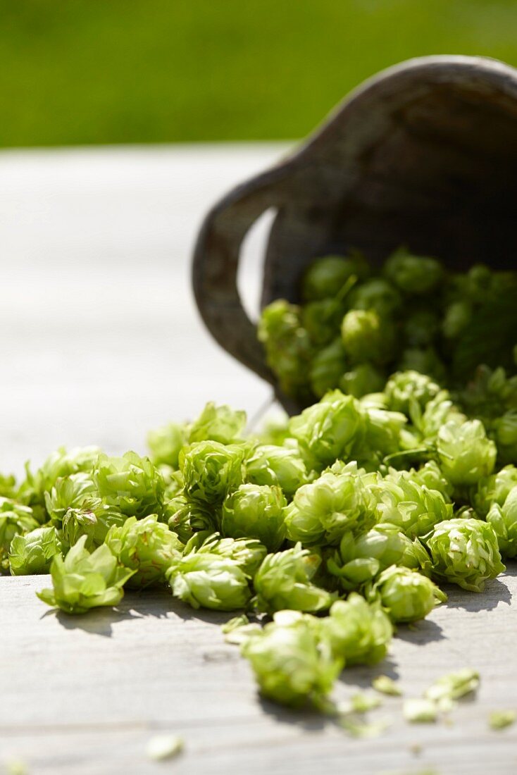 Hops umbels falling from an fallen container