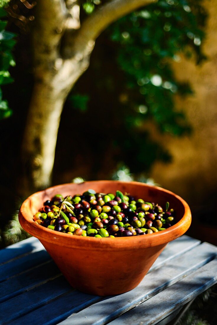 Frisch geerntete Oliven in Tonschüssel auf Gartentisch