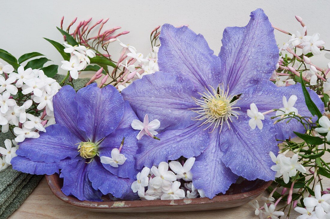 Violette Clematisblüten und Jasminblüten in Schale
