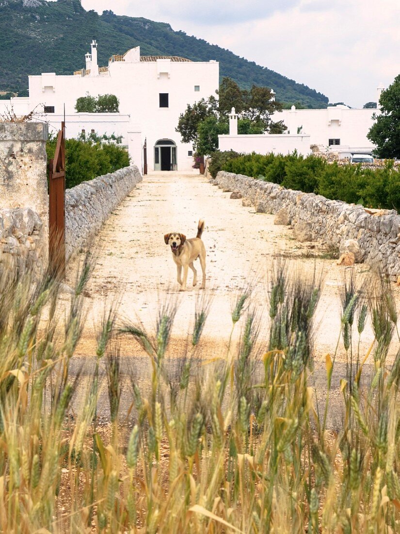 Dog on drive leading to white Mediterranean housing complex