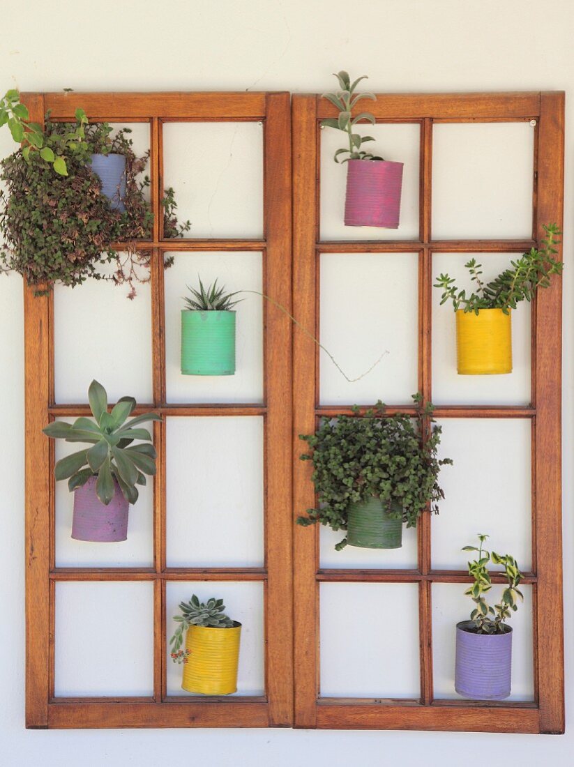 Plants in brightly painted tin cans hung in double lattice window frames