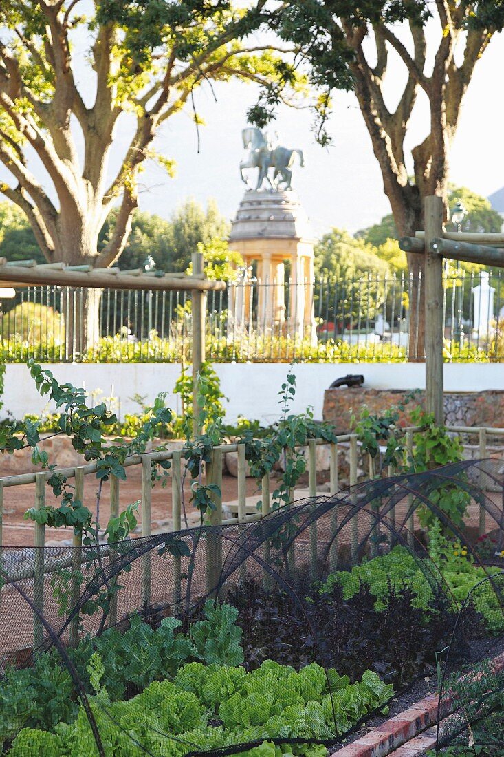 Bed of lettuce and vegetables covered in protective mesh in sunny, urban surroundings