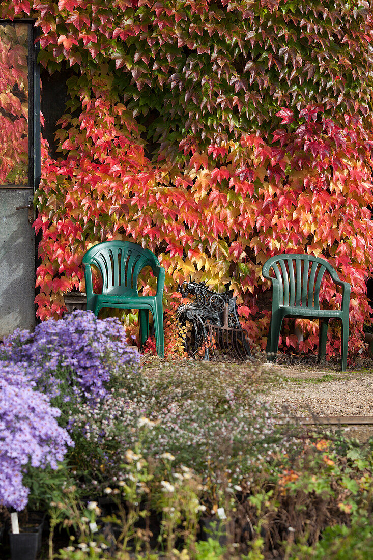 Bright autumn foliage of Virginia creeper on wall