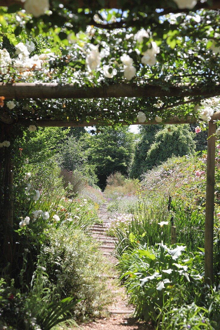 White climbing rose on pergola over narrow garden path