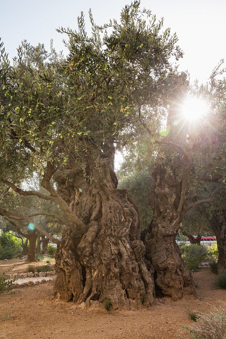 An olive tree in the Garden of Gethsemane, Jerusalem, Israel