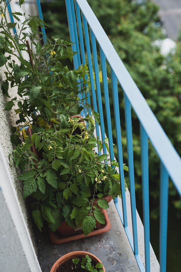 Tomatenpflanzen und Kräuter im Blumentopf auf Balkon