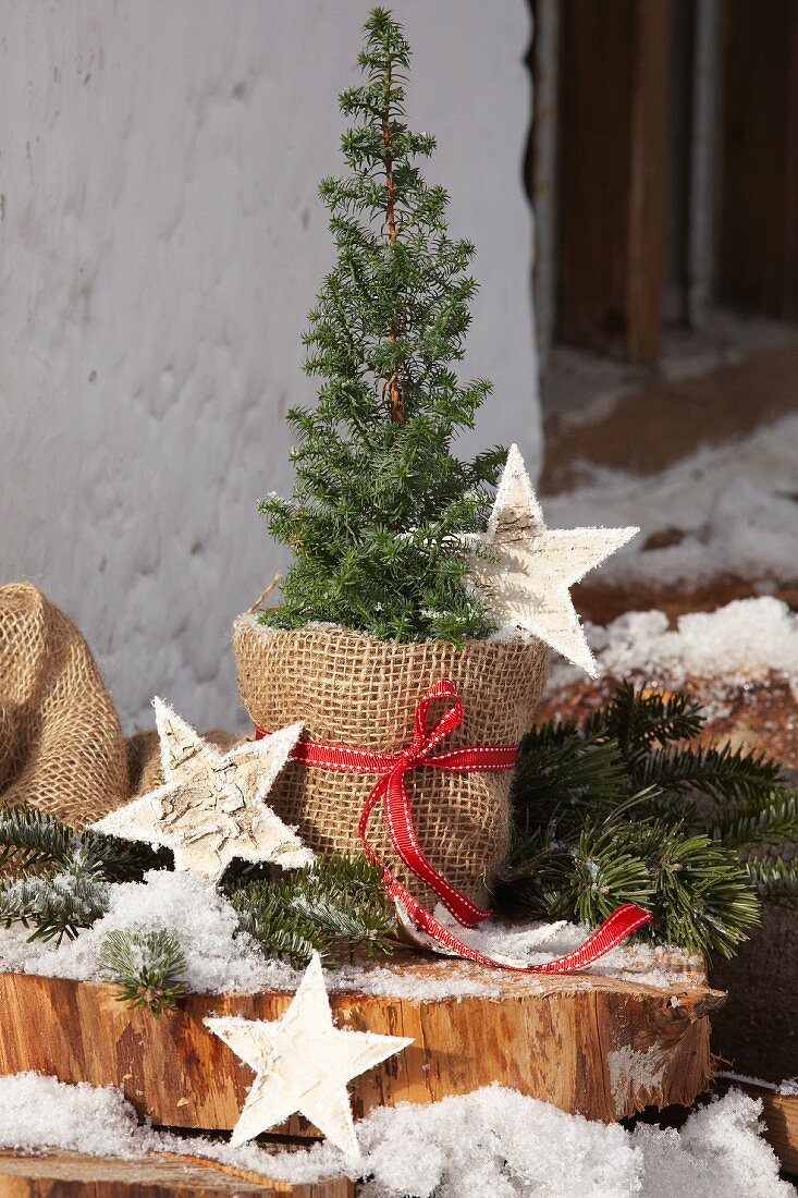 Small conifer in plant pot wrapped in hessian