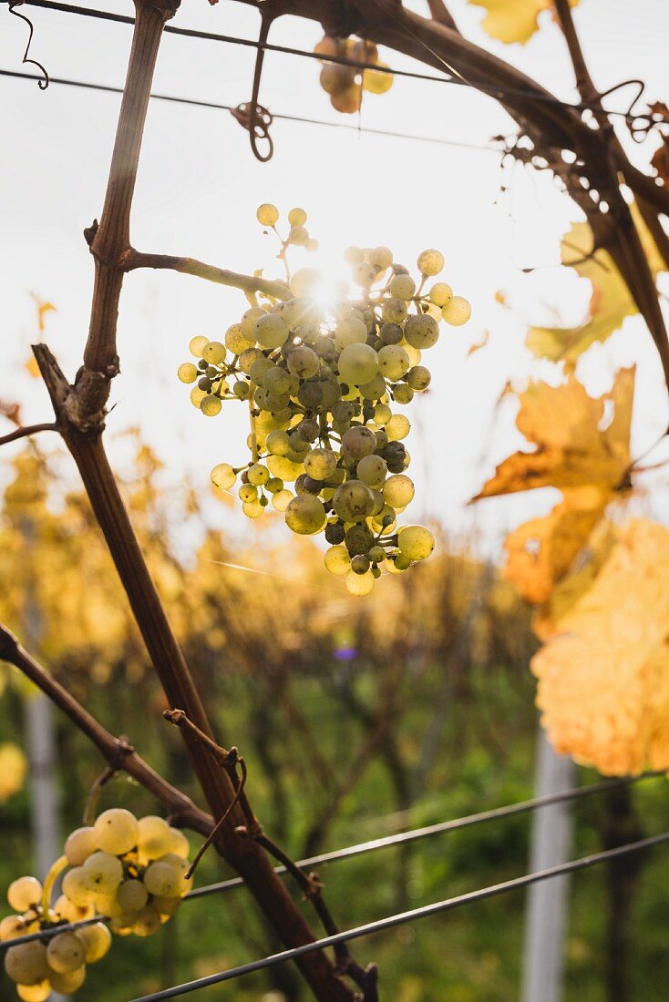 Ripe wine grapes backlit