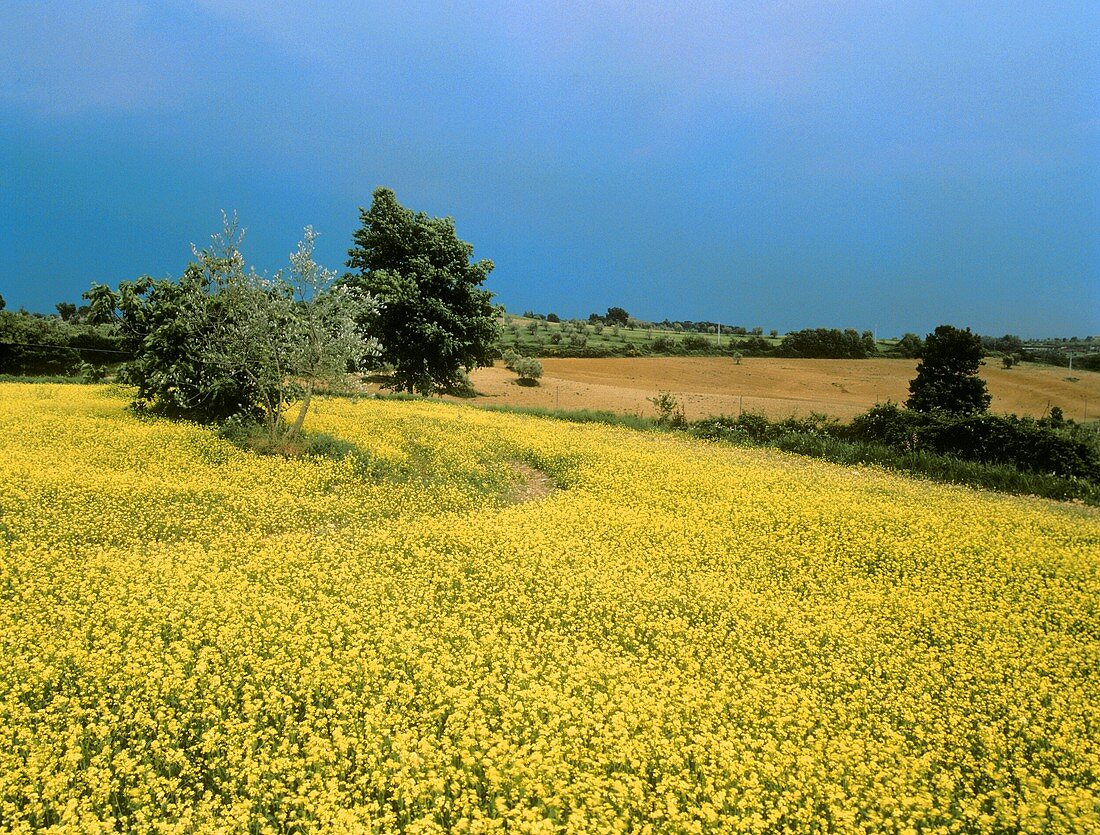 Senfblüten im Gut Felsina-Berardenga, Chianti Classico